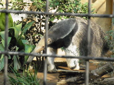 20111010上野動物園08オオアリクイ.jpg
