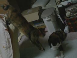 20080627襲うかのこ2.