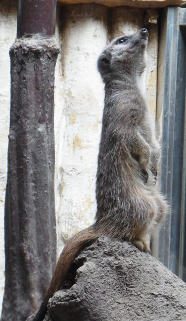 20111010上野動物園09ミーアキャット.jpg