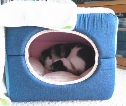 20110304猫ﾊｳｽ　みけにゃん.jpg