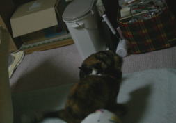 20080627襲うかのこ3