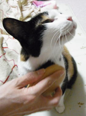 20110218みけにゃんブラシ 胸.jpg