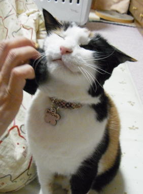 20110218みけにゃんブラシ 首2.jpg