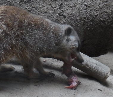 20111010上野動物園10ミーアキャット食事中.jpg