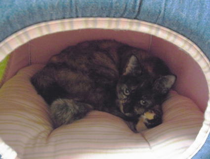 20110304猫ﾊｳｽ　かのこ.jpg