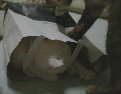 20100423袋入りメレンゲ&かのこ3