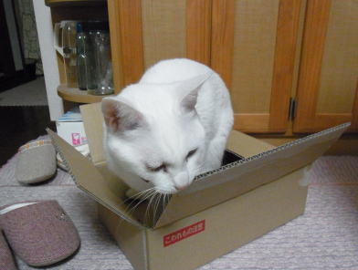 20110927メレンゲ　ダンボール２.jpg