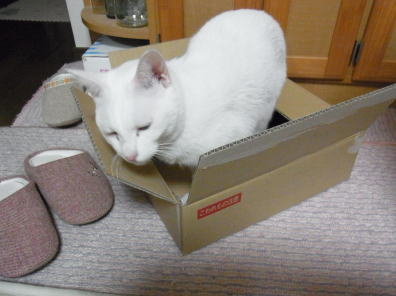 20110927メレンゲ　ダンボール３.jpg