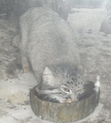 20111010上野動物園11マヌルネコ食事中.jpg