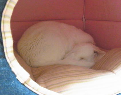 20110304猫ﾊｳｽ　メレンゲ.jpg