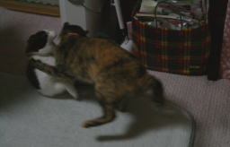20080627襲うかのこ5