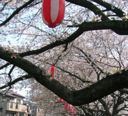 20080406お花見