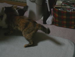 20080627襲うかのこ6