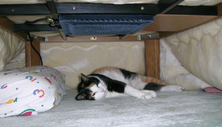 20061104コタツの中