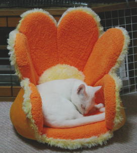 20091021メレンゲ お花ベッドで