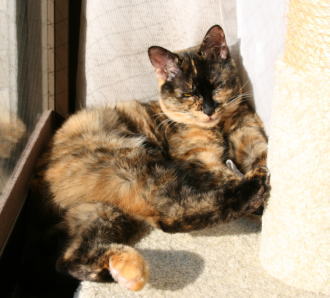 20080331かのこ　ひなたでおねむ