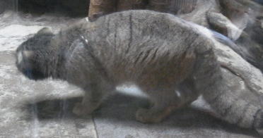 20111010上野動物園12マヌルネコ.jpg