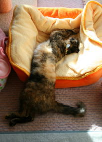 20080325はみ出しかのちゃん