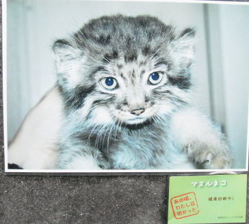 20111010上野動物園14マヌルネコ（写真）.jpg