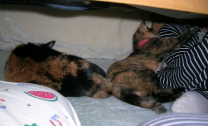 20071220コタツの中