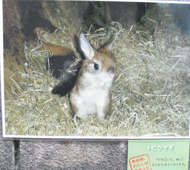 20111010上野動物園15トビウサギ（写真）.jpg