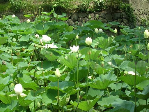 2010.08.13鶴岡八幡宮のハス