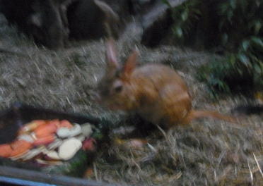 20111010上野動物園16トビウサギ.jpg