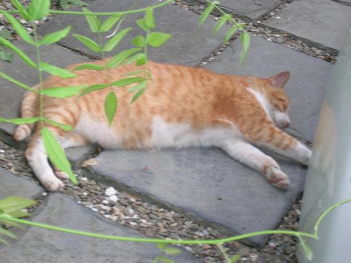 2010.08.13小町通りの茶トラ