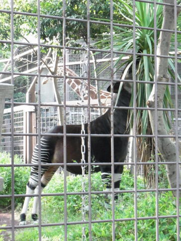 20111010上野動物園17オカピとキリン.jpg