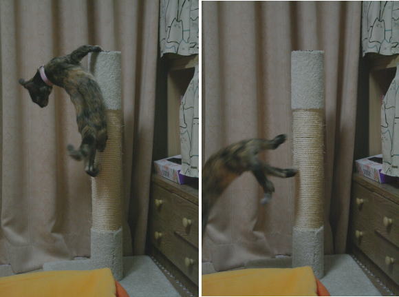 20071013かのこ爪とぎから降りる