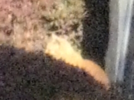 20071115会社の裏の公園の茶トラ