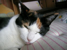 20070514べろ２