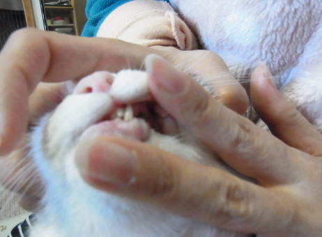20110326みけにゃん口の中２.jpg