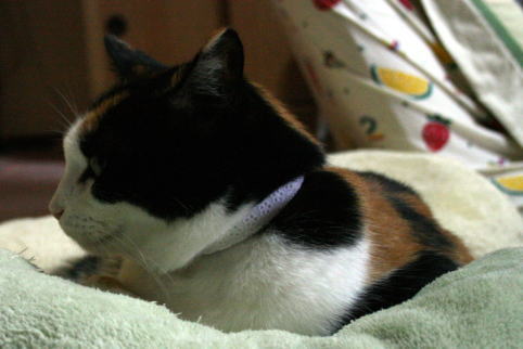 20070913首輪（白レース）2