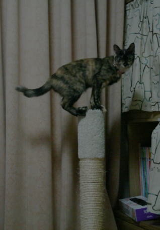 20071013かのこ爪とぎに乗る