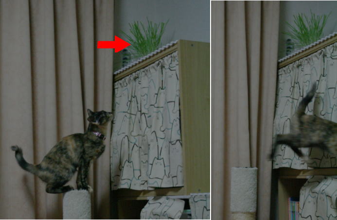 20071013かのこ爪とぎから棚へ