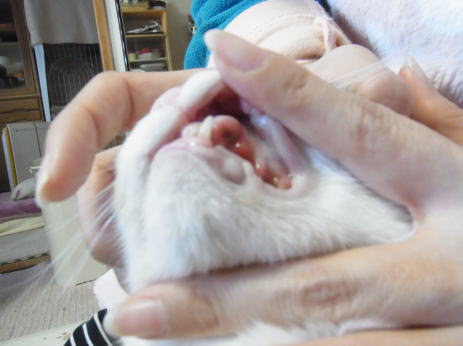 20110326みけにゃん口の中３.jpg