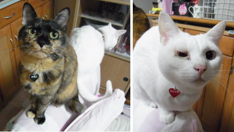 20110326メレンゲとかのこ（座椅子の背）.jpg