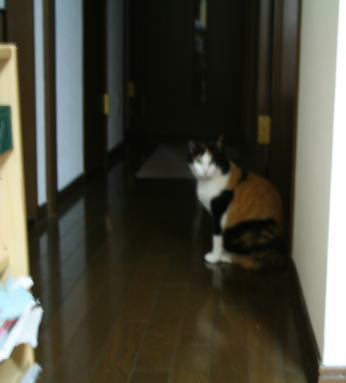 20070720デジイチで初めて撮ったみけにゃん