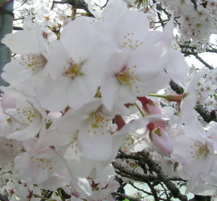 20090405お花見　桜