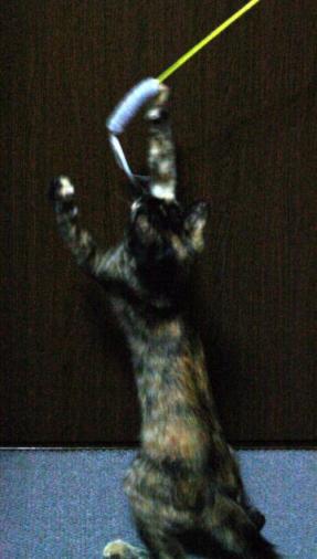 20070930かのこ遊ぶ2