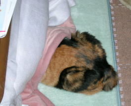 20061124コタツからおしりだけ