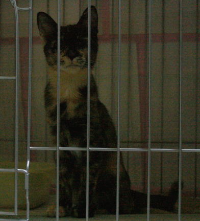 20070930お座りしたかのこ