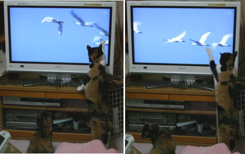 20080820猫たちテレビに釘付け