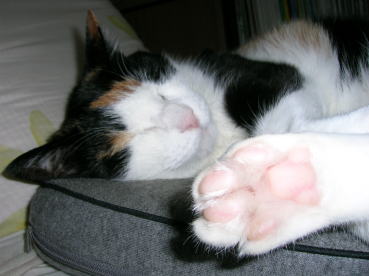 20070704肉球