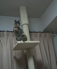 20080202かのこ　猫タワー