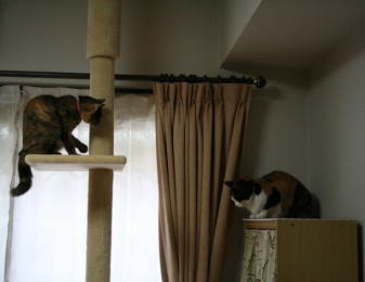 20080202猫タワー