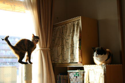 20080109みけにゃん＆かのこ2