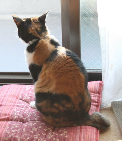 20070930みけにゃん窓際