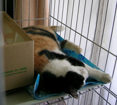 ケージで眠るみけにゃん
